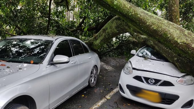 Un árbol y un poste eléctrico cayeron sobre varios carros (1) El Poblado
