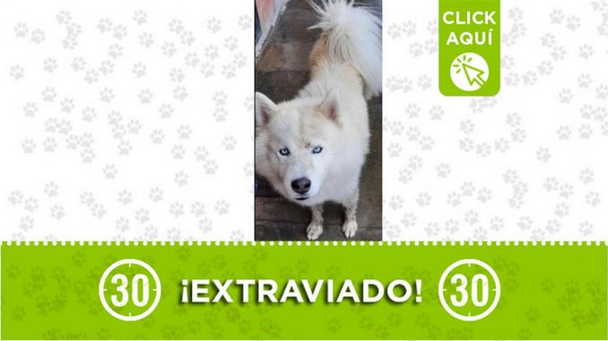 Zairos perro perdido guarne
