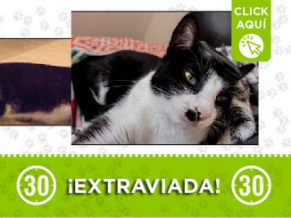 Buscan a esta gatica llamada 'Atenea', se perdió en Aranjuez 9 Gatica perdida
