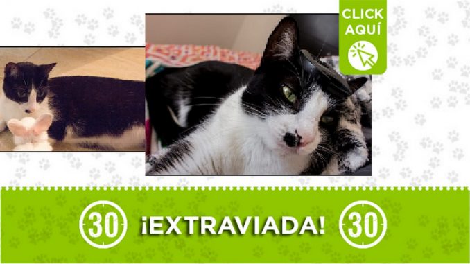 Gatica perdida Gatica perdida