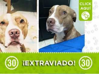 "Baltazar" se perdió en Bello ¿Lo ha visto? 1 "Baltazar" se perdió en Bello ¿Lo ha visto?