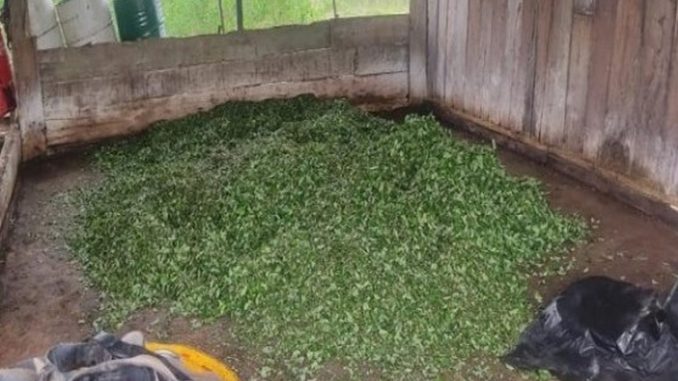 base de coca