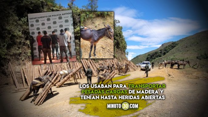 Los cogieron en Urrao por tener semovientes malheridos Los cogieron en Urrao por tener semovientes malheridos