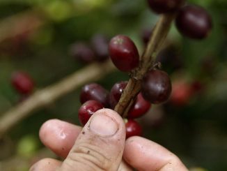 Producción de café de Colombia disminuye 8 % en julio de este año 1 café