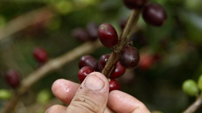Colombia produjo en julio 1,2 millones de sacos de 60 kilogramos de café, un 8 % menos frente a los 1,3 millones producidos en el mismo mes de 2020, informó este miércoles la Federación Nacional de Cafeteros (FNC). . EFE/ Luis Eduardo Noriega A/Archivo café