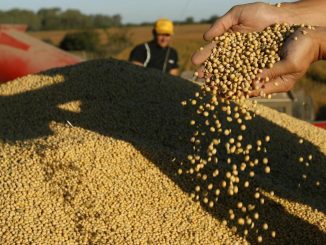 Brasil recogerá una cosecha récord en 2021, pese a revisión a la baja 1 cafe brasil