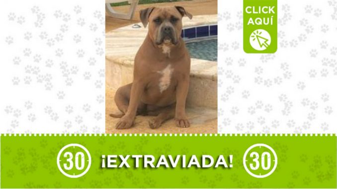 Perrita perdida Perrita perdida