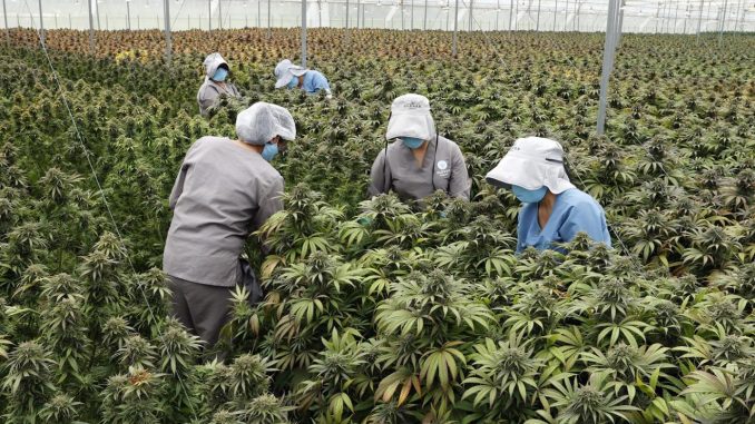 Fotografía tomada el pasado 1 de julio en la que se registró a un grupo de trabajadoras de la empresa Clever Leaves al revisar un cultivo de plantas de cannabis para uso medicinal, en Pesca (Boyacá, Colombia). EFE/Mauricio Dueñas/Archivo Cannabis medicimal