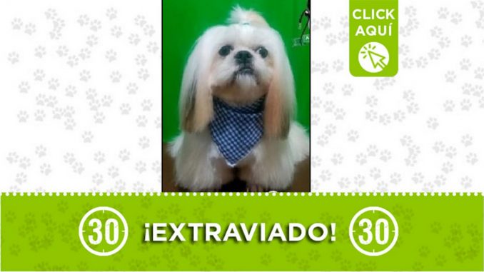 Perrito perdido Perrito perdido