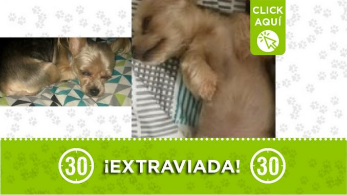 Perrita perdida Perrita perdida