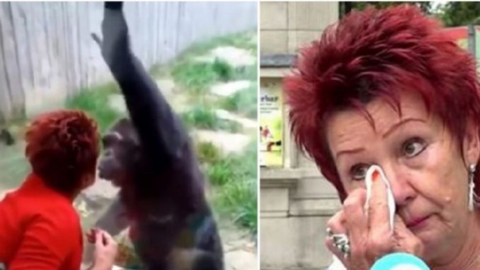 chimpancé y una mujer relacion romance zoologico