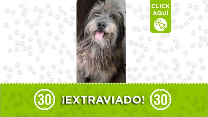 Chipu perdido Chipu perdido