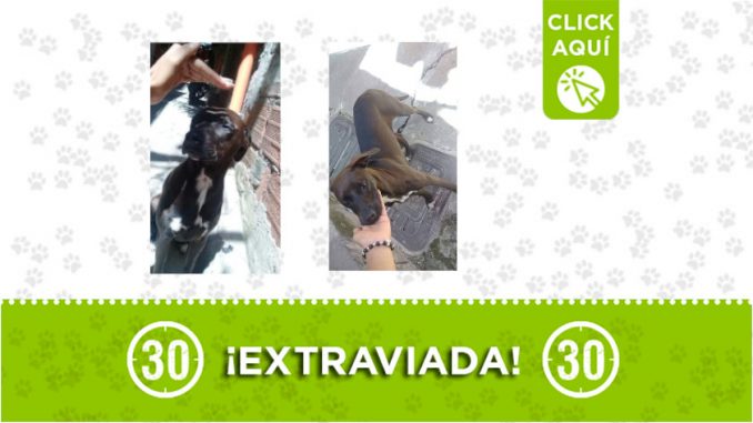 cloi