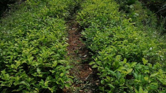 Encontraron un semillero con 30.000 matas de coca y lo destruyeron Encontraron un semillero con 30.000 matas de coca y lo destruyeron