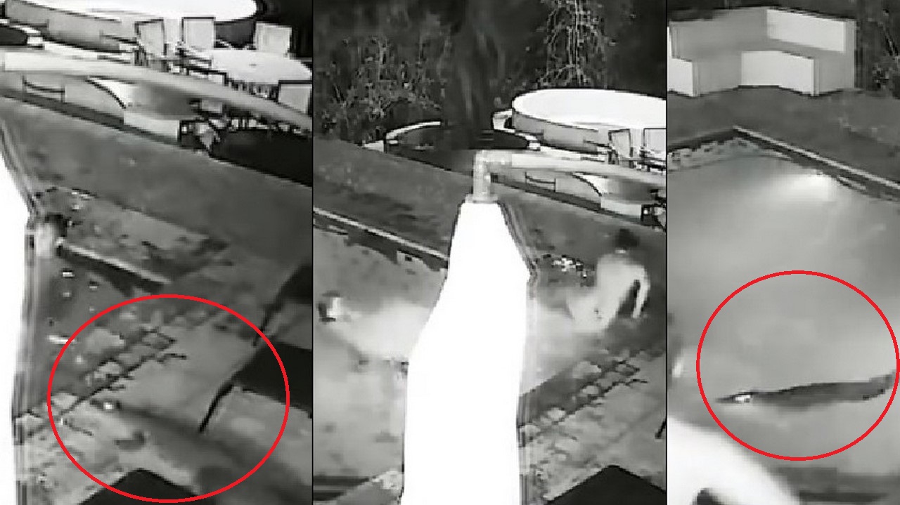 Pareja tomaba un baño en una piscina y un cocodrilo los atacó