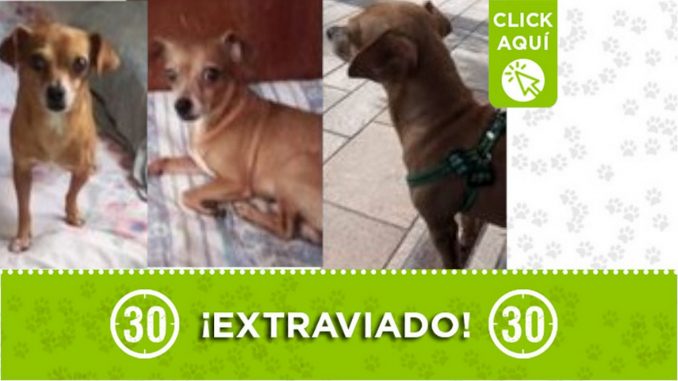 "Coquito" se perdió en el barrio Moscú "Coquito" se perdió en el barrio Moscú