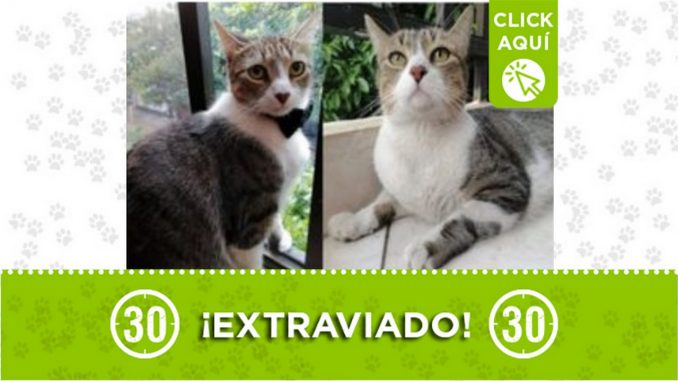 cosmo gato perdido
