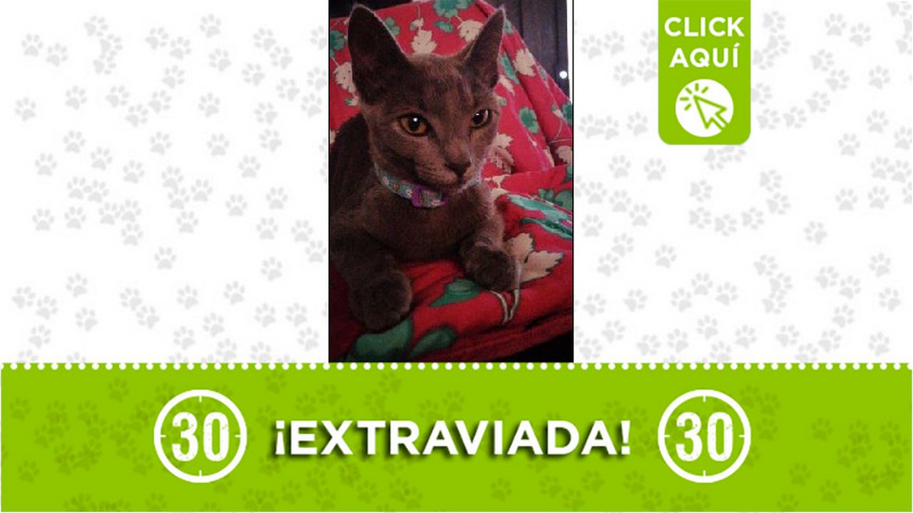 'Dala' se perdió anoche en el barrio El Rosario de Itagüí