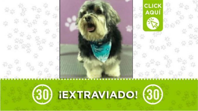 Perrito perdido Perrito perdido