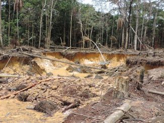 ¡Excelente noticia! La deforestación ya es un delito y podrá ser castigado hasta con 15 años de prisión 1 deforestación