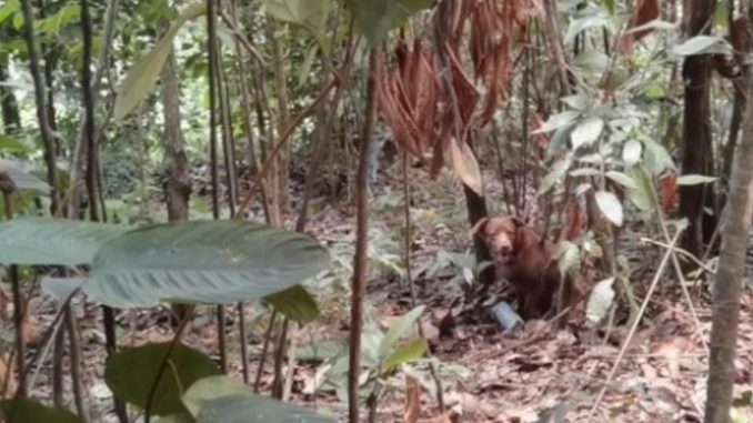 Ejército neutraliza acción terrorista en Norte de Santander, destruyeron artefacto explosivo improvisado Ejército neutraliza acción terrorista en Norte de Santander, destruyeron artefacto explosivo improvisado
