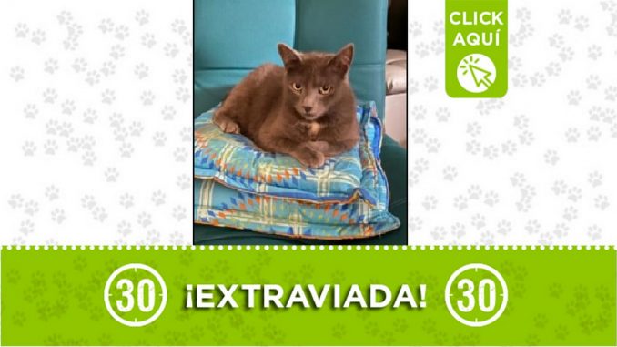 Buscan a 'Emma', se perdió en el barrio Castilla Buscan a 'Emma', se perdió en el barrio Castilla