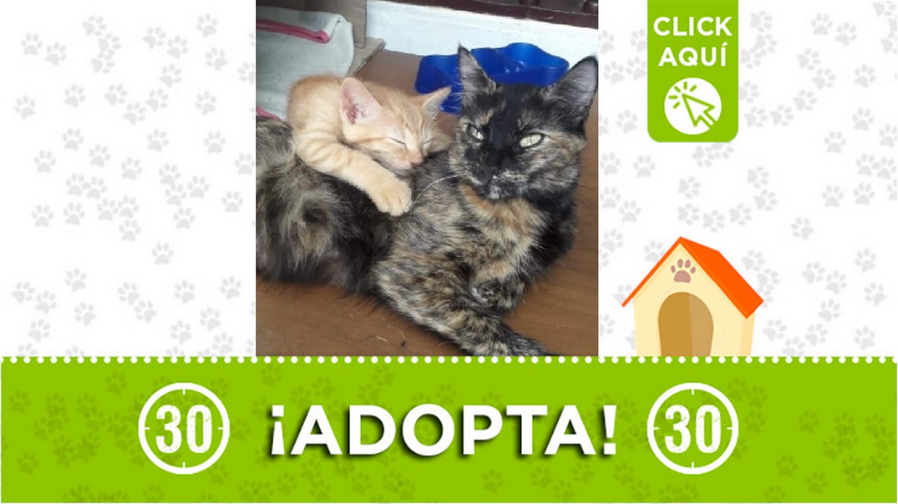 Esta mamá gatuna y su bebé buscan un hogar que le brinde mucho amor