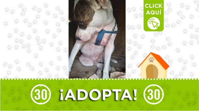 Perrito en adopción Perrito en adopción