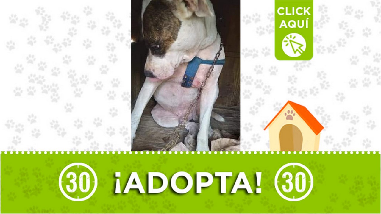 Perrito en adopción