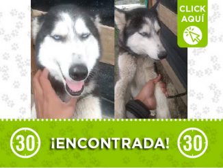 Buscan a los dueños de esta perrita encontrada en Santa Elena 1 Buscan a los dueños de esta perrita encontrada en Santa Elena
