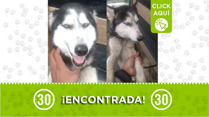 Buscan a los dueños de esta perrita encontrada en Santa Elena Buscan a los dueños de esta perrita encontrada en Santa Elena