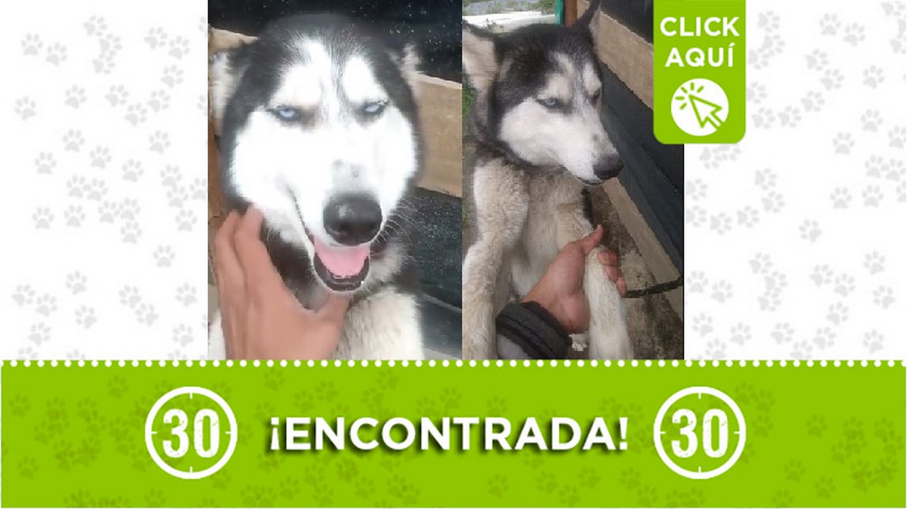 Buscan a los dueños de esta perrita encontrada en Santa Elena