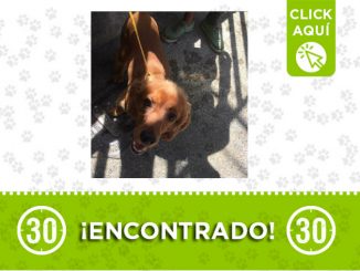 ¿Lo reconoce? Este perrito fue encontrado en Bello 1 Bello-perro-encontrado