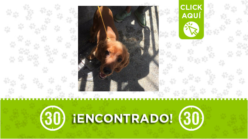 Bello-perro-encontrado