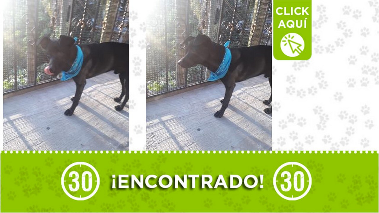 Buscan a la familia de este perrito encontrado hoy en en Campo Valdés