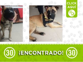Este perrito fue encontrado en el barrio Blanquizal ¿Es suyo? 1 Blanquizal-encontrado