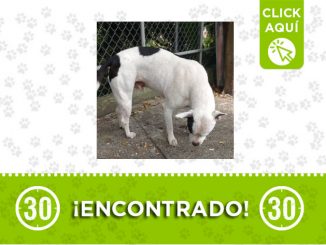 ¿Lo reconoce? Este perrito fue encontrado en la Variante de Caldas 1 Variante de Caldas-encontrado