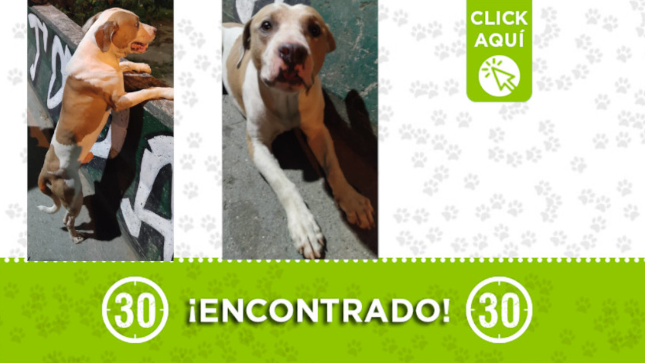 Este perrito está desorientado en Blanquizal ¿Lo conoce?