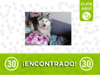 En El Picacho encontraron a este perrito ¿es suyo? 1 El Picacho-encontrado