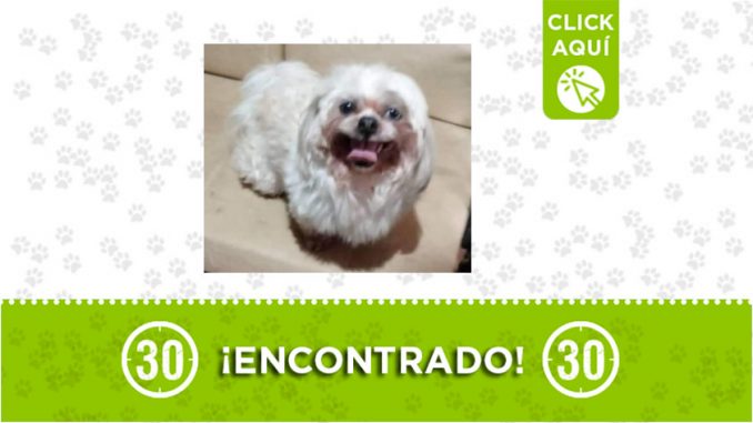 Avenida Oriental-perro-encontrado Avenida Oriental-perro-encontrado