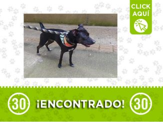 En Rodeo Alto encontraron a este perrito 1 Rodeo Alto -encontrado