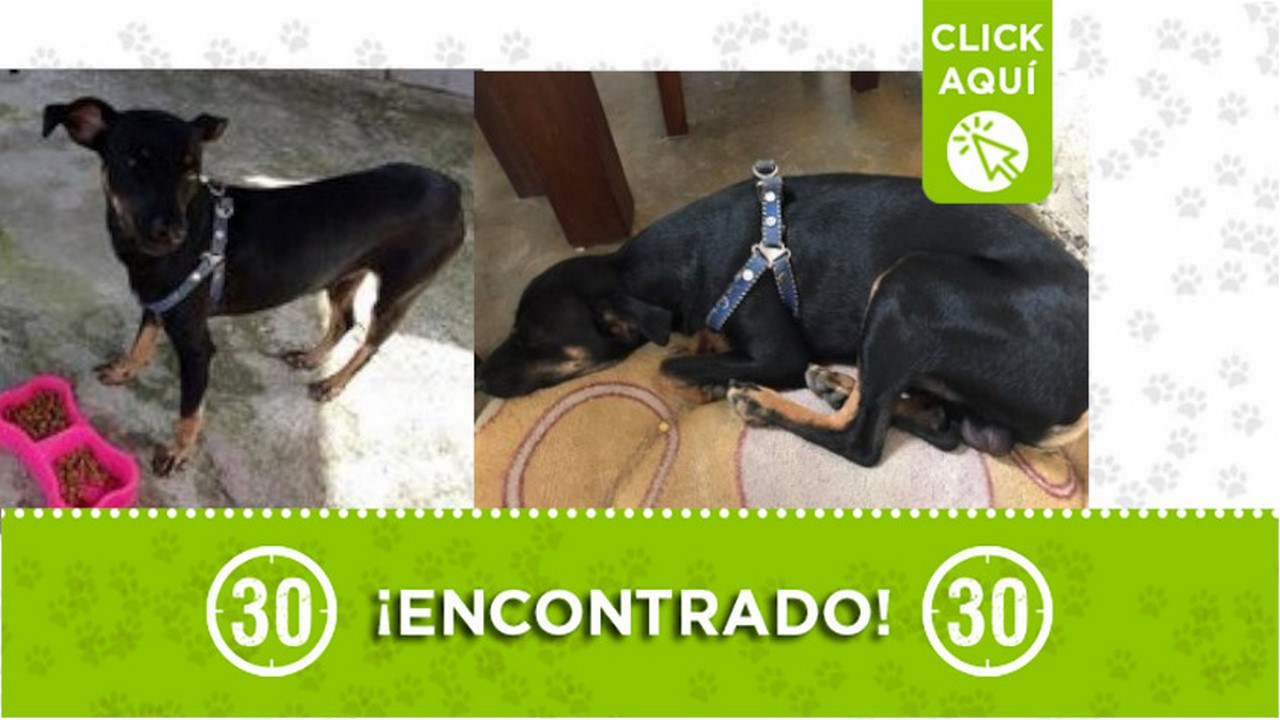 Encontraron este perrito en Manríque Jardín