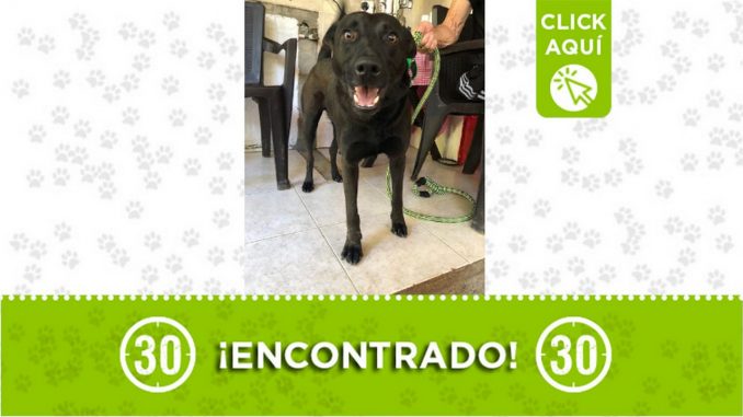 encontrado perrito rio sur