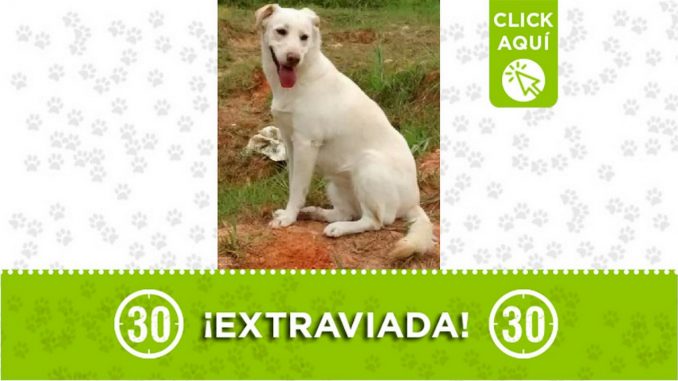 Buscan a 'Estrellita', se perdió por La Milagrosa Buscan a 'Estrellita', se perdió por La Milagrosa