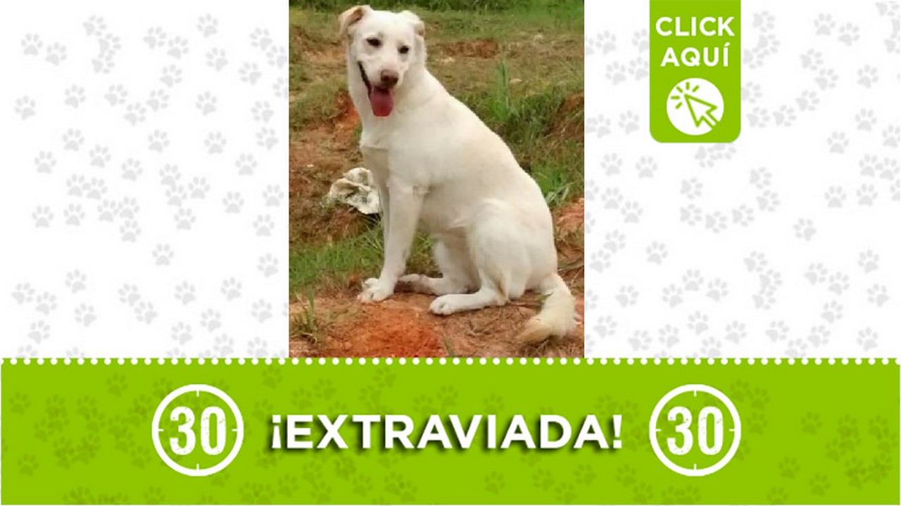 Buscan a 'Estrellita', se perdió por La Milagrosa