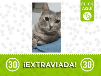 ¿La ha visto? Esta gata se extravió en La Milagrosa 1 La Milagrosa-extraviada