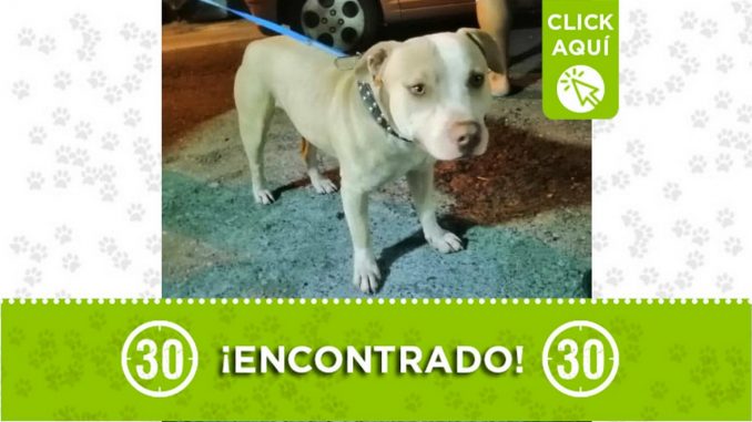 extraviado castilla perrito