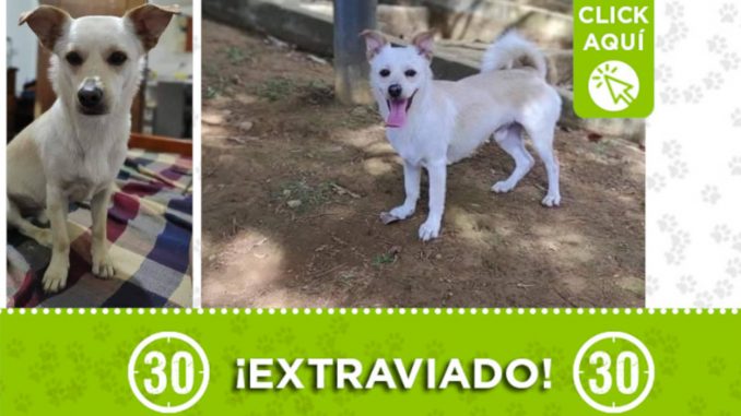"Firu" se extravió en Enciso ¿Lo ha visto? "Firu" se extravió en Enciso ¿Lo ha visto?
