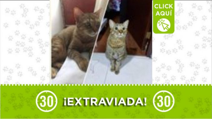 gata-extraviada san antonio prado Arya