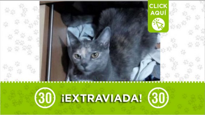 gata nube guayabal